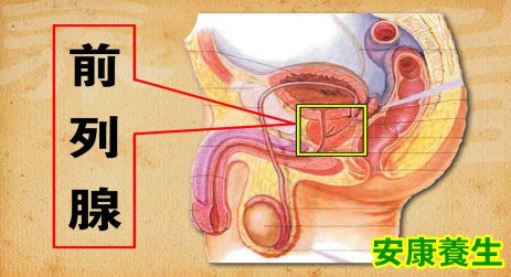 前列腺