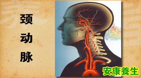 颈动脉