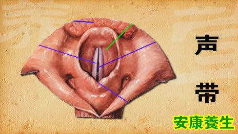 声带