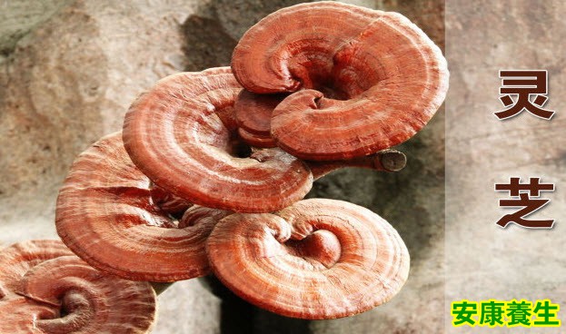 灵芝
