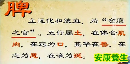 中医对脾的理解