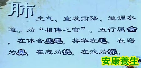 中医认为肺主气、宣发肃降、通调水道