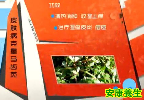马齿苋治疗皮肤病