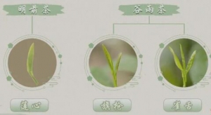 20220420健康之路,钱会南,谷雨养生,谷雨茶,节气养生,香椿摊鸡蛋