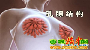 养生堂20130522王翔 栾杰：讲解乳腺癌、卵巢癌、基因筛查、乳房再造