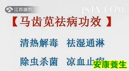 马齿苋