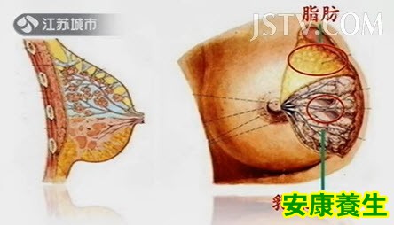 乳房