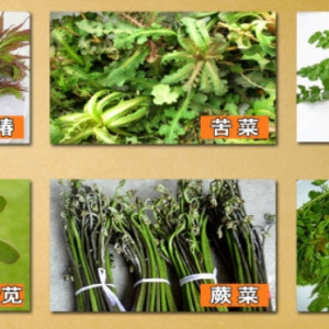 养生堂20130429视频:于康讲蕨菜中含有的致癌物质是什么 吃五谷杂粮的误区 适合吃粗粮  ...