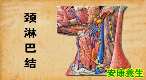 淋巴结
