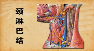 养生堂20130419视频:徐震纲讲肿瘤的早期信号 癌症的发生和不良的饮食习惯 淋巴结肿大  ...