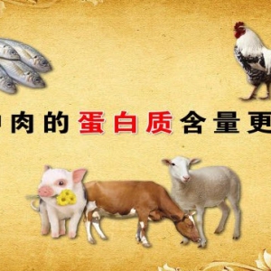 养生堂20131002视频:于康讲动物性蛋白从哪来、蛋白质补充4个1原则、蛋白质的主要来源