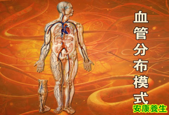 血管