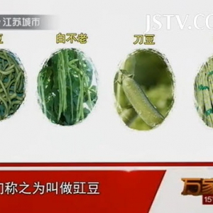 万家灯火20131006视频:王凤岐 姜波讲扁豆的功效、营养价值、凝血素、凝血皂甙