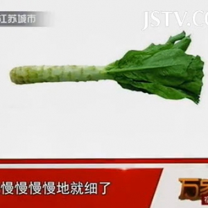 万家灯火20131007视频:王凤岐 姜波讲莴笋的功效、莴苣的好处、吃莴苣的禁忌、洗澡泡菜 ...