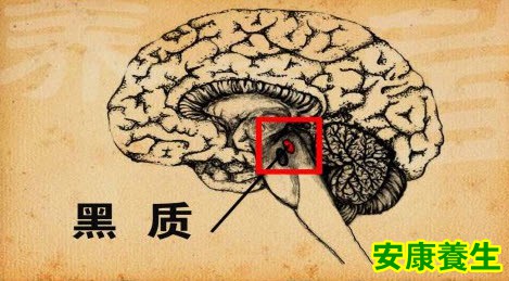 黑质