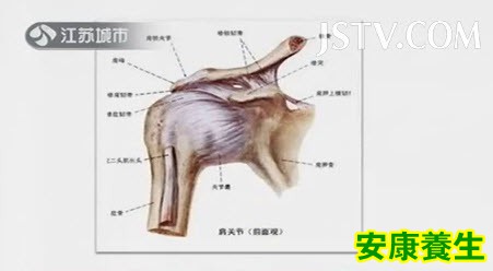 肩关节