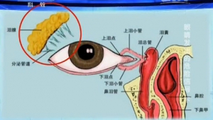 健康之路20131226视频和笔记:陶海讲泪道阻塞,青光眼,视野缺损