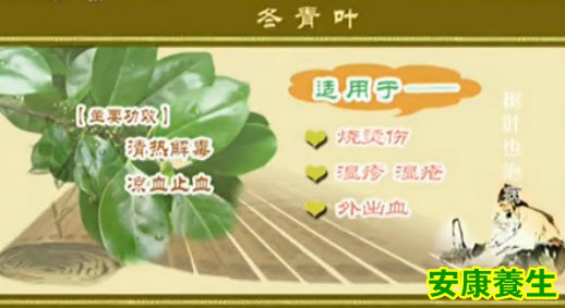 冬青叶的功效
