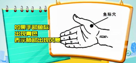 鱼际发青表明肺部受风寒，可多按摩鱼际