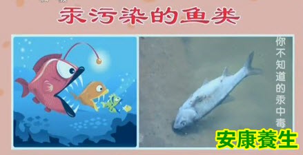 汞污染的鱼类