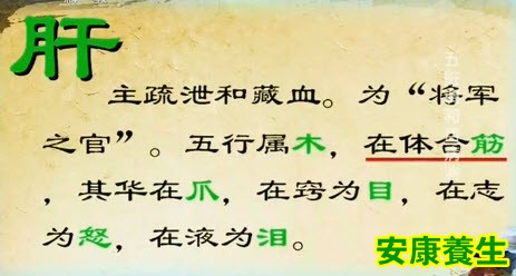 中医认为肝具有生发的特性;主疏泄和藏血