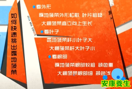 如何挑选露地菠菜
