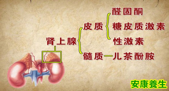 肾上腺肿瘤