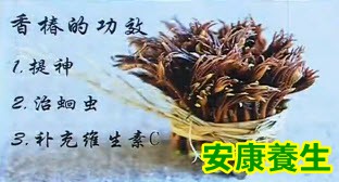 香椿