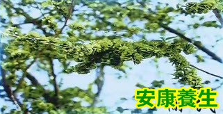 榆钱