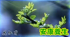 花椒芽