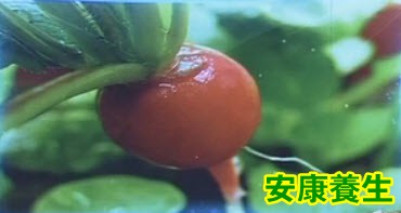 小水萝卜