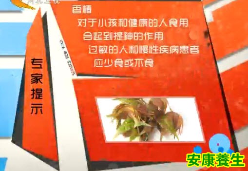 香椿