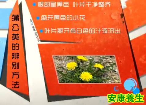 蒲公英的鉴别方法