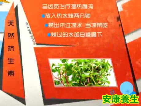 马齿苋的功效
