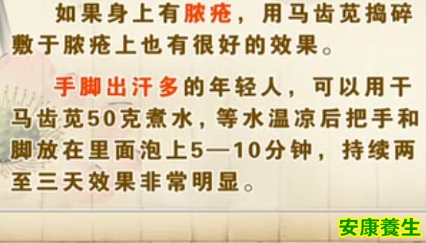 马齿苋的功效