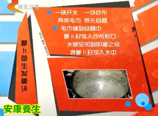 简单快速发萝卜苗