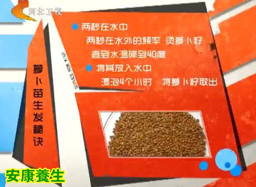 简单快速发萝卜苗
