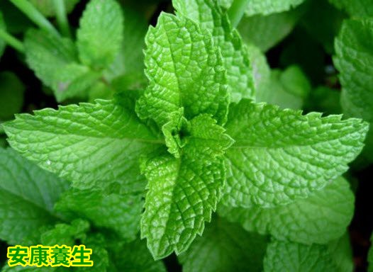 薄荷