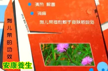 刺菜是味好中药,入药叫小蓟