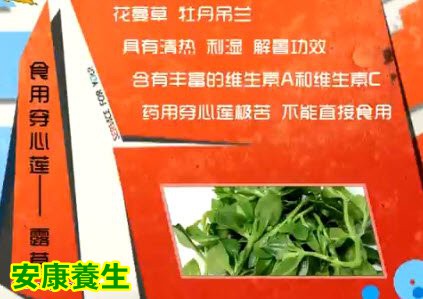菜用穿心莲和药用穿心莲不是同一品种