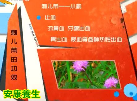 刺菜是味好中药,入药叫小蓟