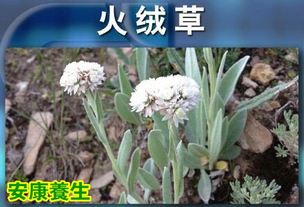 聚健康20151013:《神奇藏医药-2》