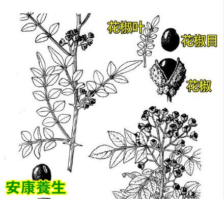 花椒