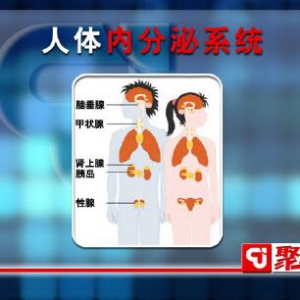 甘肃卫视20151230聚健康:张能维讲《享“瘦”生活》第九集人体分泌系统