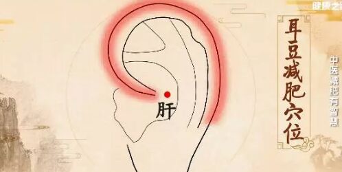 20190301健康之路视频笔记:王少军《中医减肥有智慧》