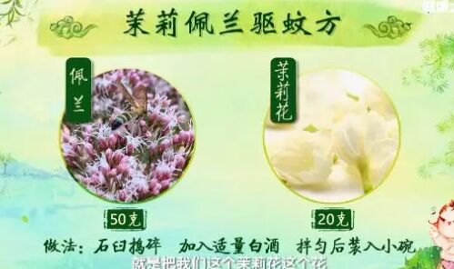 20190608健康之路视频和笔记:黄彬,茉莉佩兰驱蚊方,艾叶驱蚊香