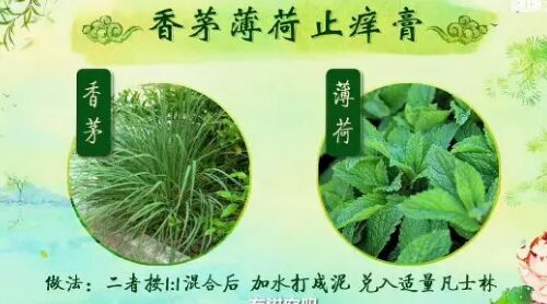 20190608健康之路视频和笔记:黄彬,茉莉佩兰驱蚊方,艾叶驱蚊香
